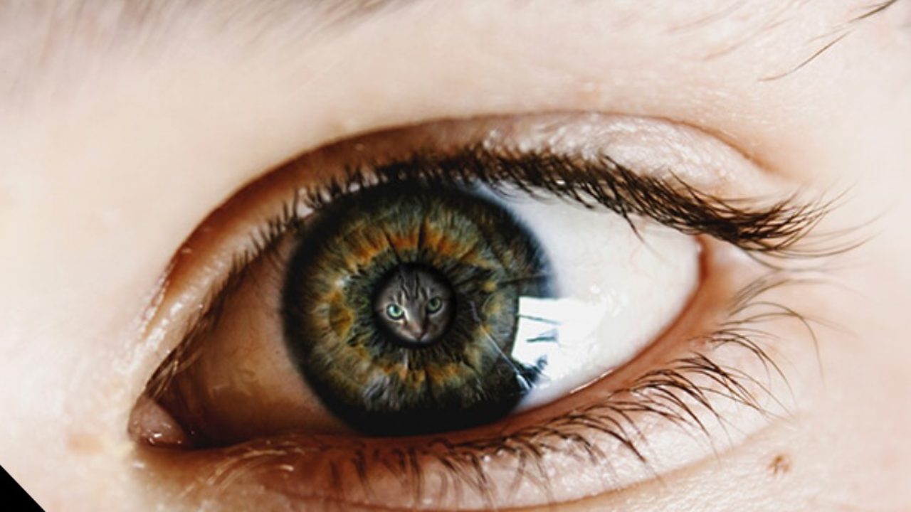 Toxoplasmose Ocular: Principaiis Formas De Contaminação